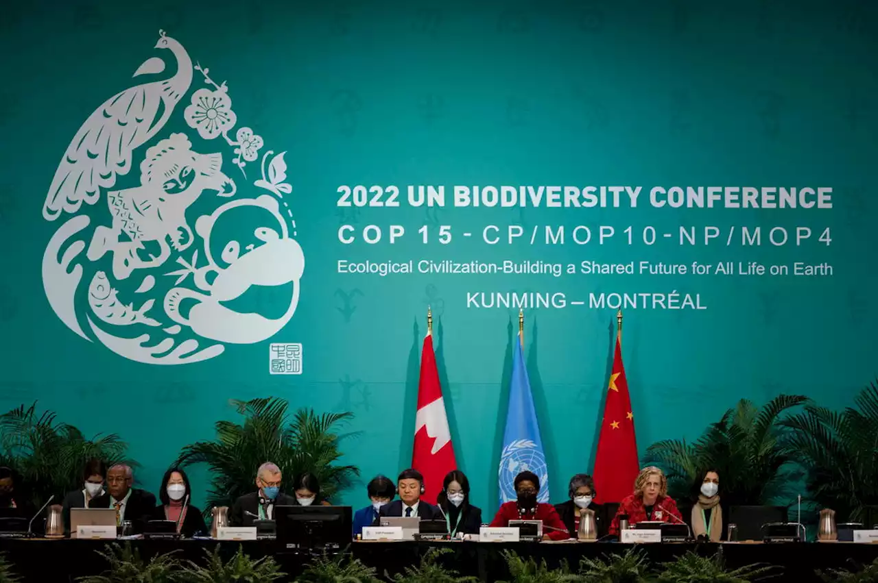 Blocage de la COP15 biodiversité : «L’état des discussions sur la question du séquençage génétique est navrant»