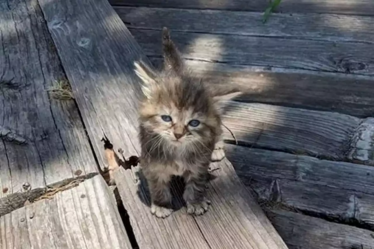 Tes IQ: Di Mana Kucing Kedua Bersembunyi? Cuma Orang Cerdas yang Mampu Mengenalinya - Pikiran Rakyat Tasikmalaya