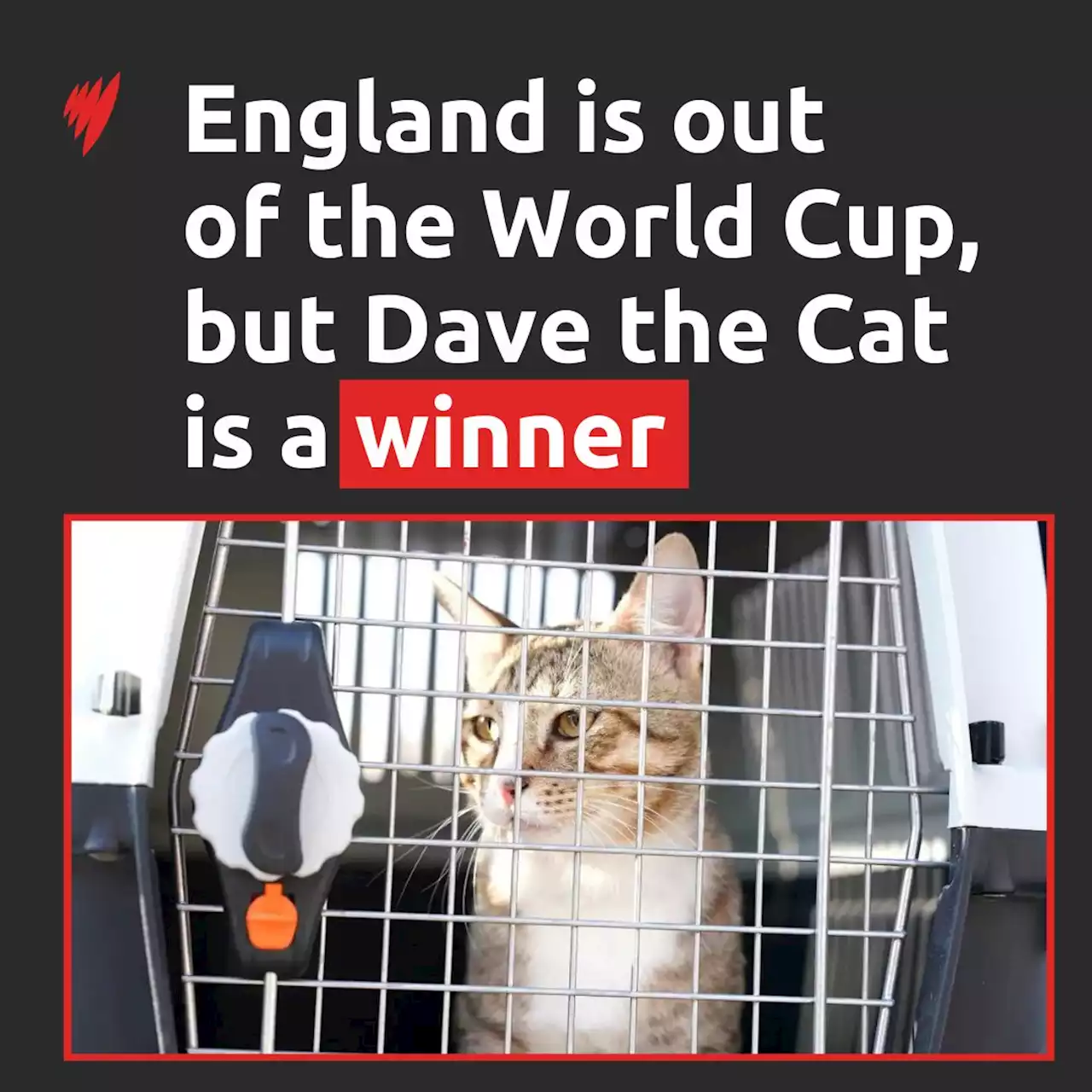 England is out of the World Cup, but Dave the Cat is a winner