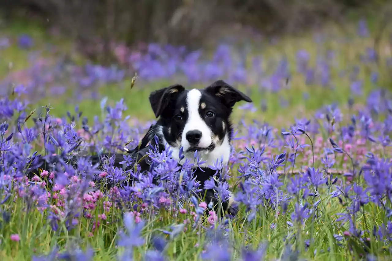 Vancouver Island dog is ‘Miss August’ in national fundraiser calendar - Terrace Standard