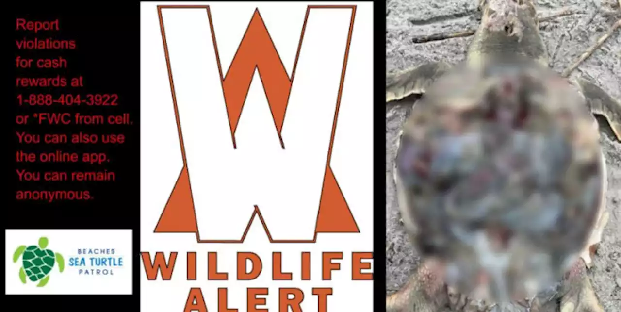 Advocacy group says mutilated sea turtle was found in Atlantic Beach