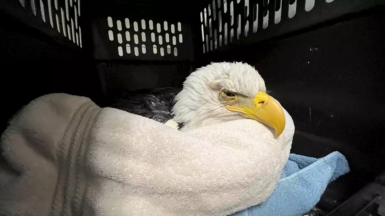 3 bald eagles die, 10 sick after eating euthanized animals