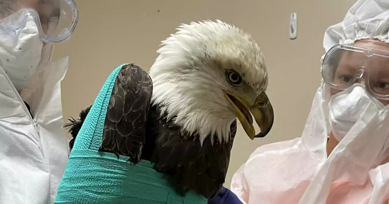 Bald eagle dies after being shot in Wisconsin