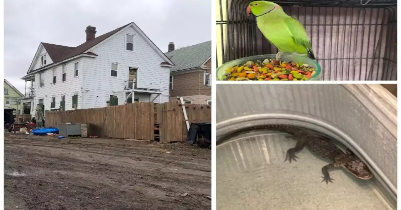 Exotic animals among 100+ pets seized from Wisconsin home