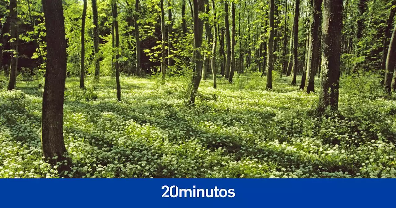 Un psiquiatra (feliz) en el bosque | Opinión de César-Javier Palacios