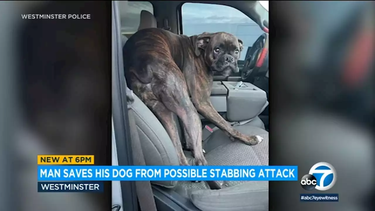 OC man uses stun gun to stop carjacking suspect who tried stabbing his dog, police say