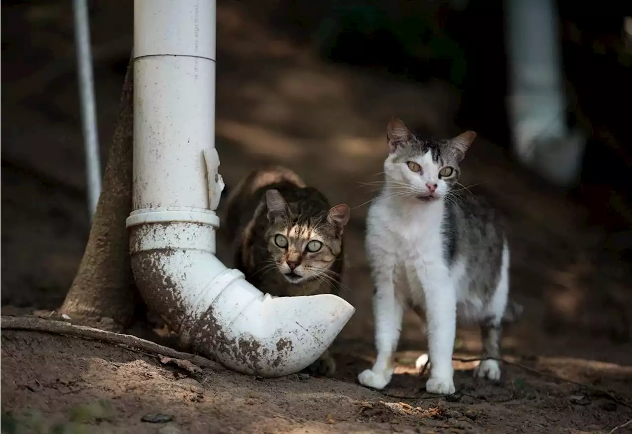 Two Woman to Face Wetumpka Judge over Trying to Help Stray Cats - Alabama News