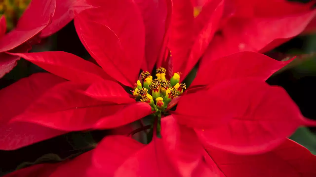 The poinsettia’s forgotten history is way more interesting than you probably think