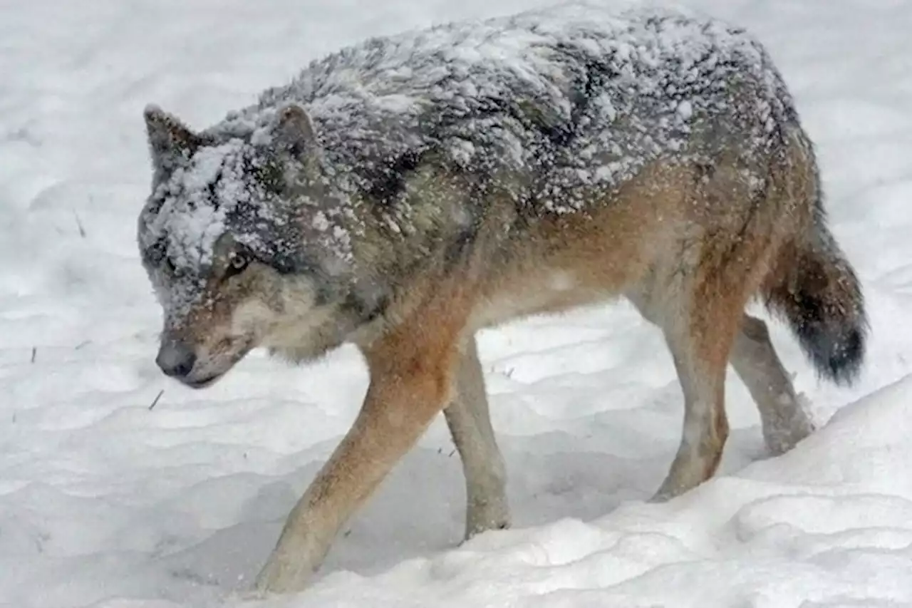 Parlament lockert die Regeln zum Wolfsschutz – Die Bestandsregulierung ist beschlossen - bauernzeitung.ch