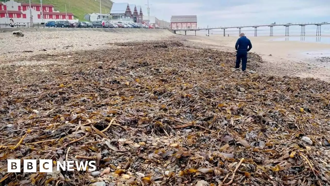 Shellfish deaths: MPs call for government inquiry details