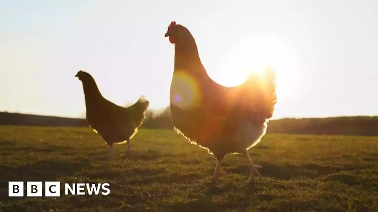 300,000 chickens dead in Scotland amid bird flu outbreaks