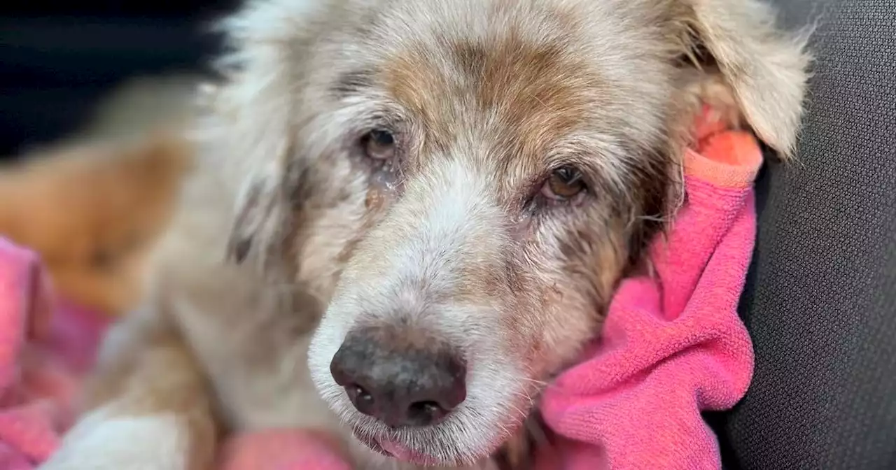 Dog found in Orlando reunited with family 7 years after it ran away from Texas home