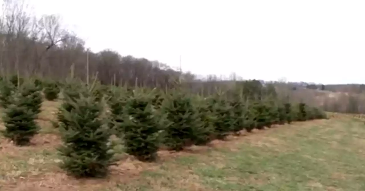 Inflation raises Christmas costs, with some trees selling for over $100