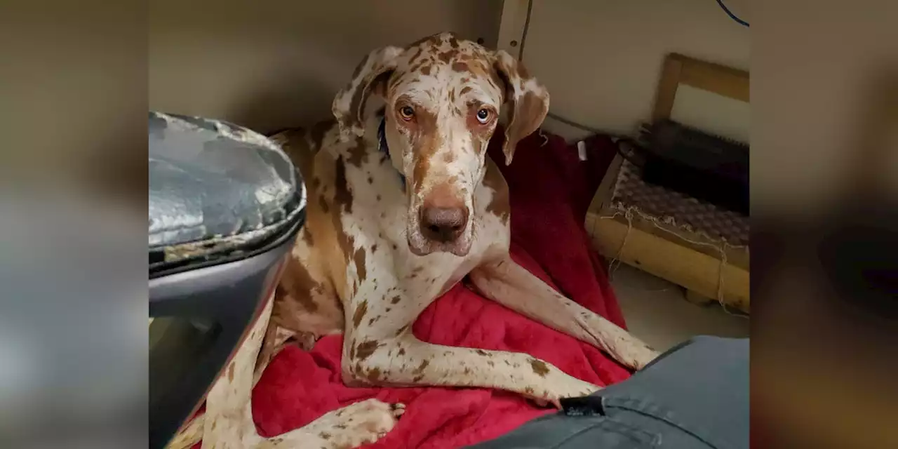 Great Dane found stranded on island gets a new home