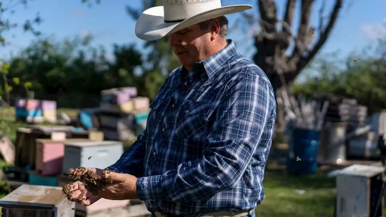 Starving bees are robbing hives as their keepers try everything to save them | CNN