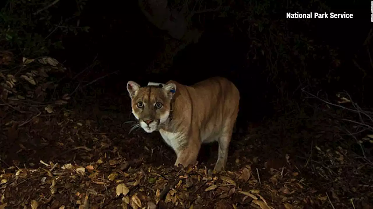 5 cosas: capturan a León de montaña que había matado a una mascota en Los Ángeles