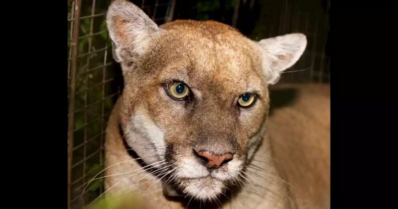 'World-famous mountain lion' undergoing health evaluation after capture in California