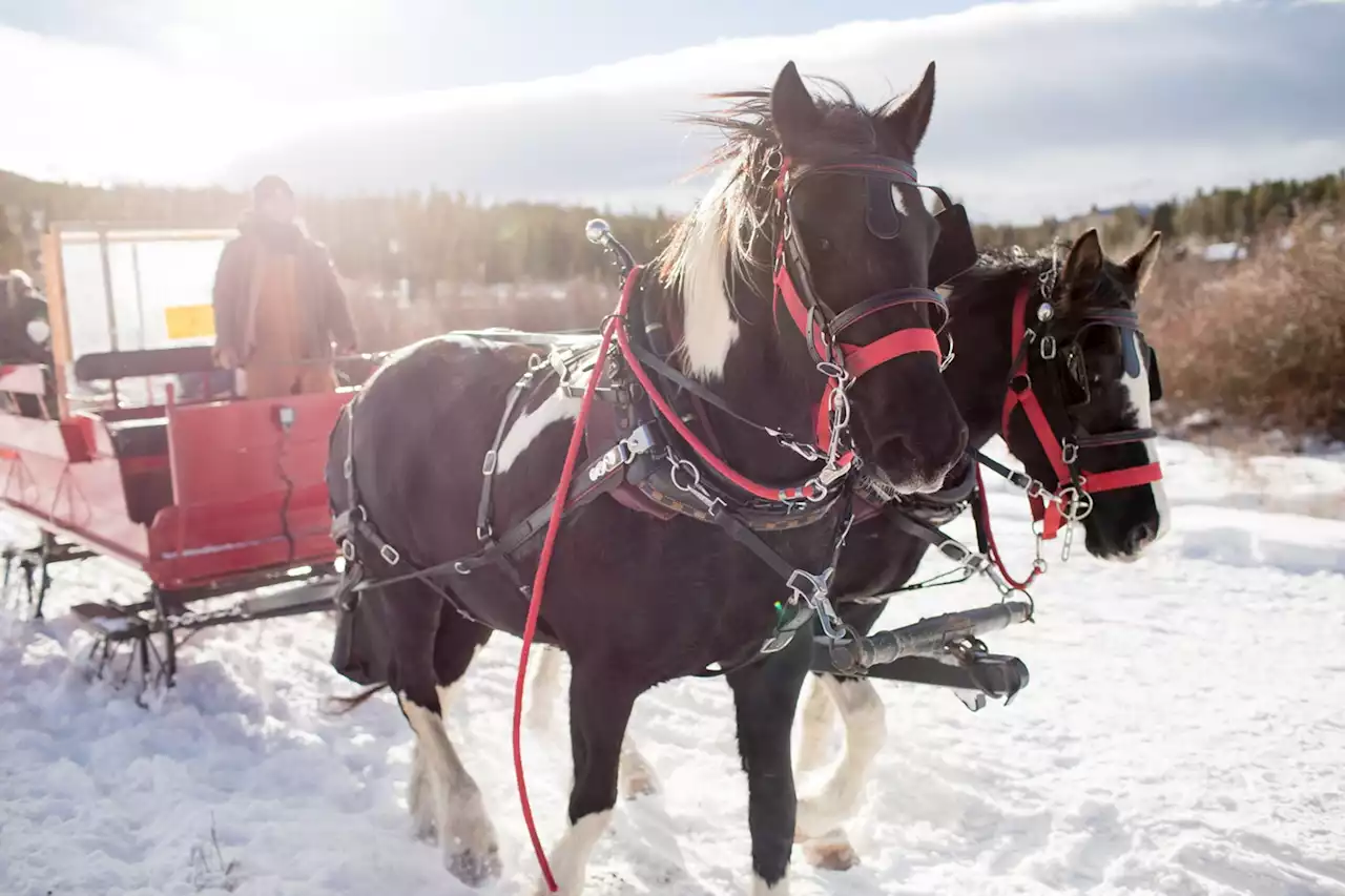 Get Outside: Ten Enchanting Winter Sleigh Rides in Colorado