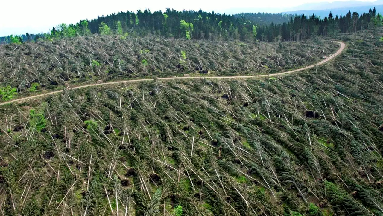 (S+) Wind, Feuer und Borkenkäfer: Was dem Wald besonders zusetzt