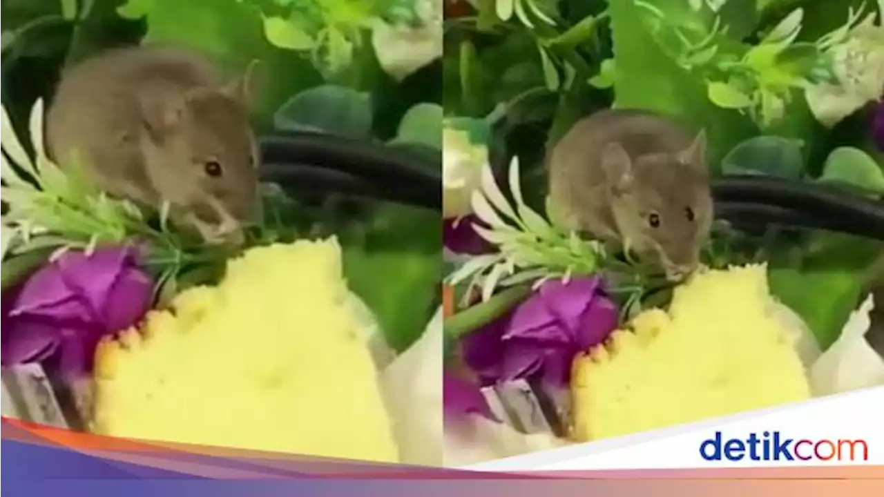 Tikus Ini Asyik Makan Kue di Dalam Jamuan Rapat Penting