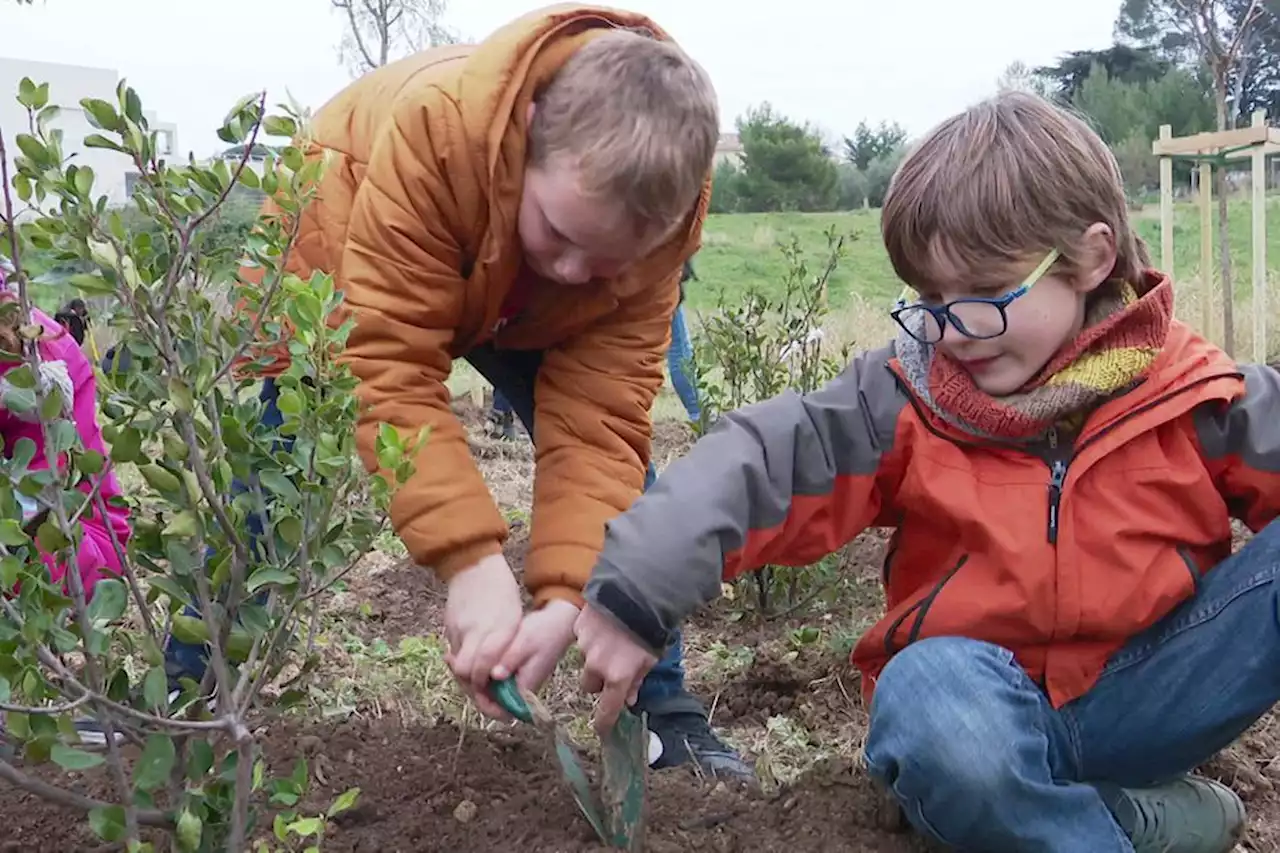 Objectif 50 000 nouveaux arbres à Montpellier : les enfants ont participé aux plantations