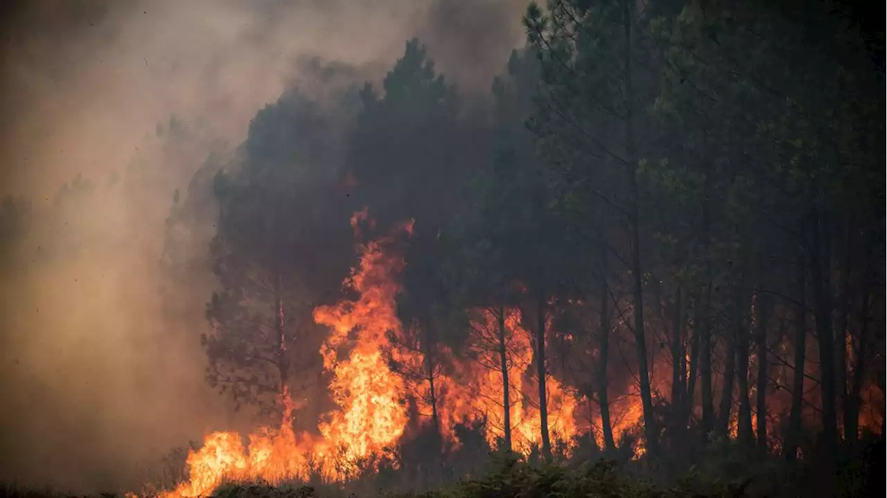 Feux de forêt en 2022 : record de surfaces brûlées et d'émissions de carbone en Europe