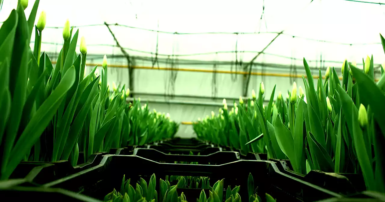 Dutch Startup Mining Bitcoin to Grow Tulips, and We Can't Tell If They're Joking