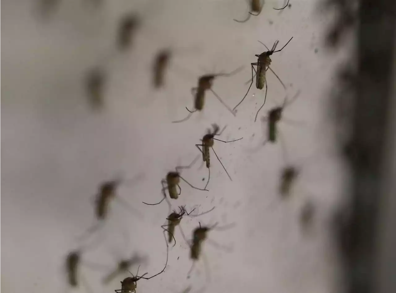 Why are there so many mosquitoes in December? And when will they leave?