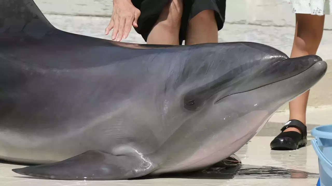 水族館の超人気者｢イルカ｣たちの過酷すぎる生涯 イルカ飼育大国･日本に住む私たちが知るべき現実 - トピックス｜Infoseekニュース