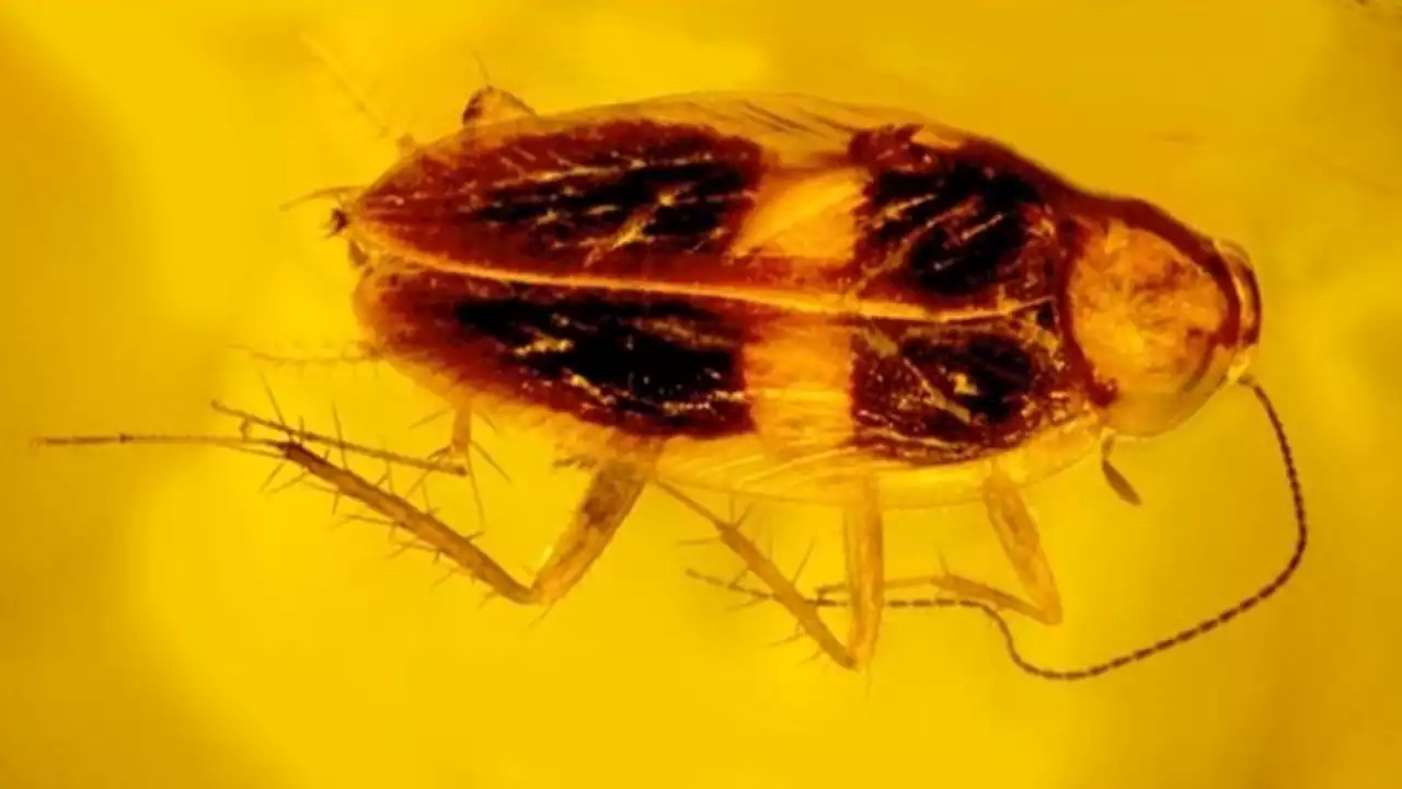 In a first, scientist discovers fossilized cockroach sperm in 30-million-year-old amber