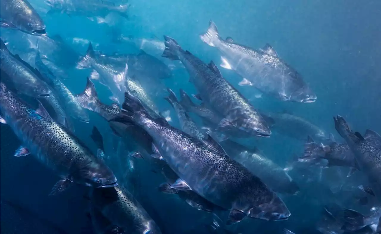 Natale, ricchissimo di proprietà il salmone è protagonista della tavola delle feste - iO Donna