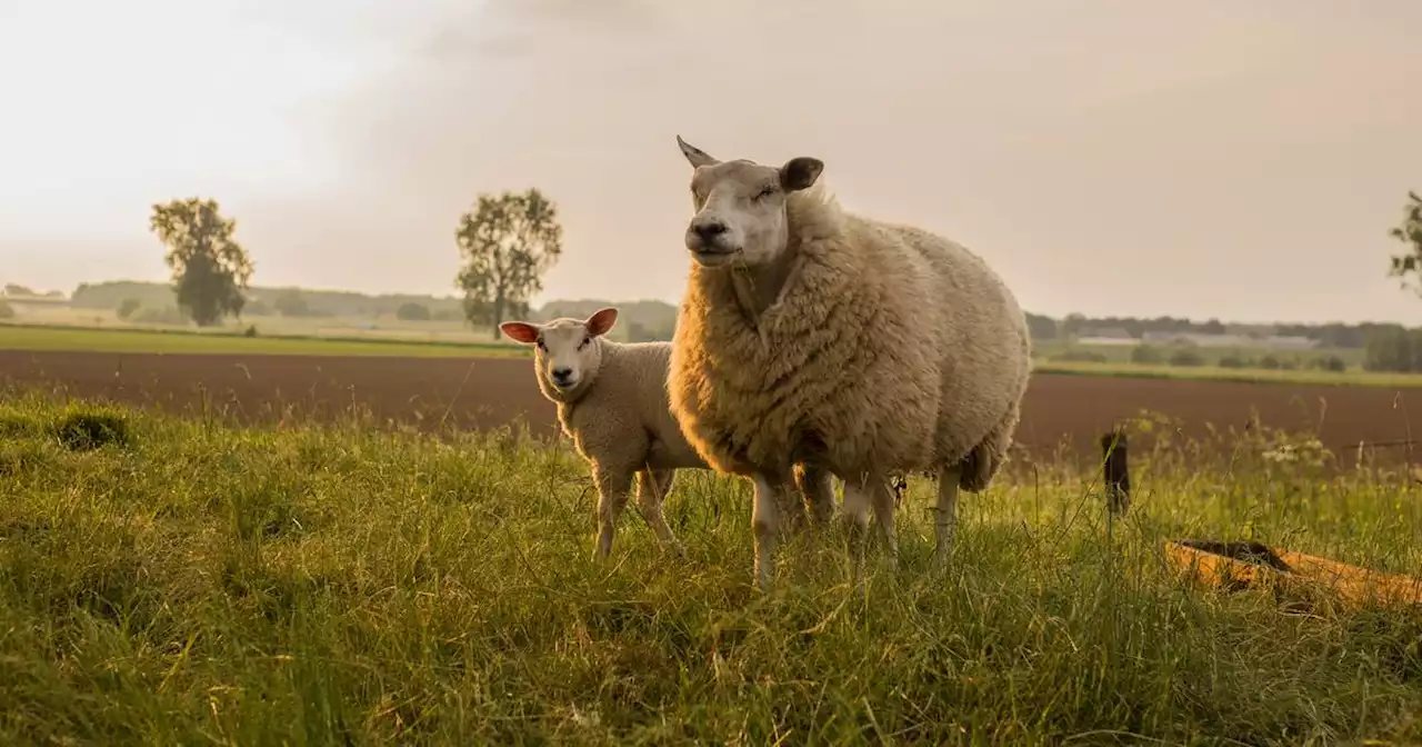 Recent killing of up to 70 sheep by dogs in Offaly and Kildare investigated