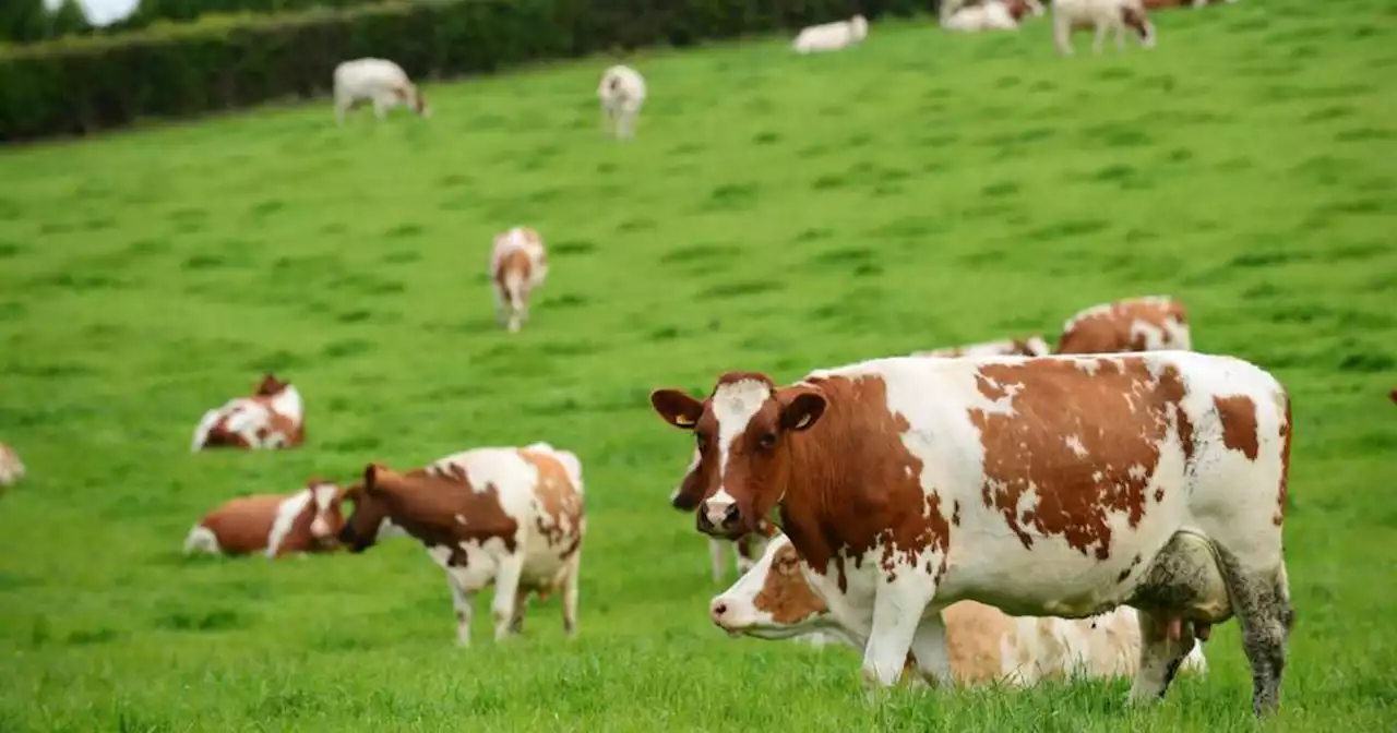 Average dairy farm income in Ireland surges to record €148,000