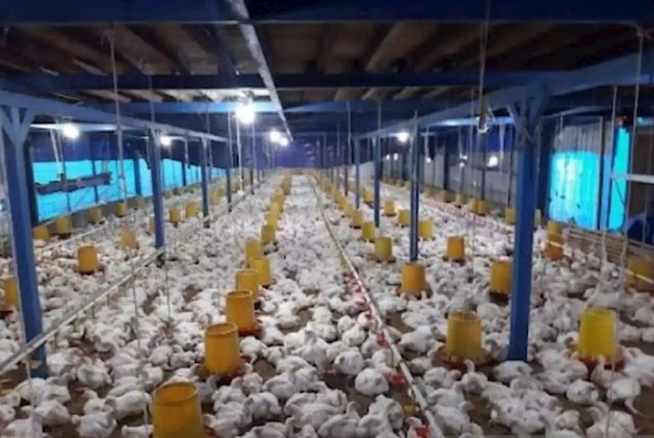 Harga Ayam Hidup Dijual Murah, Peternak Minta Perlindungan Pemerintah