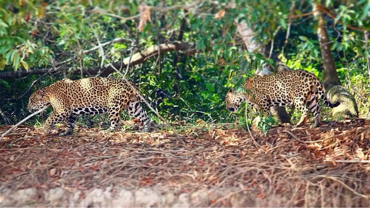 Male jaguar rivals pair up for years in unexpected bromances