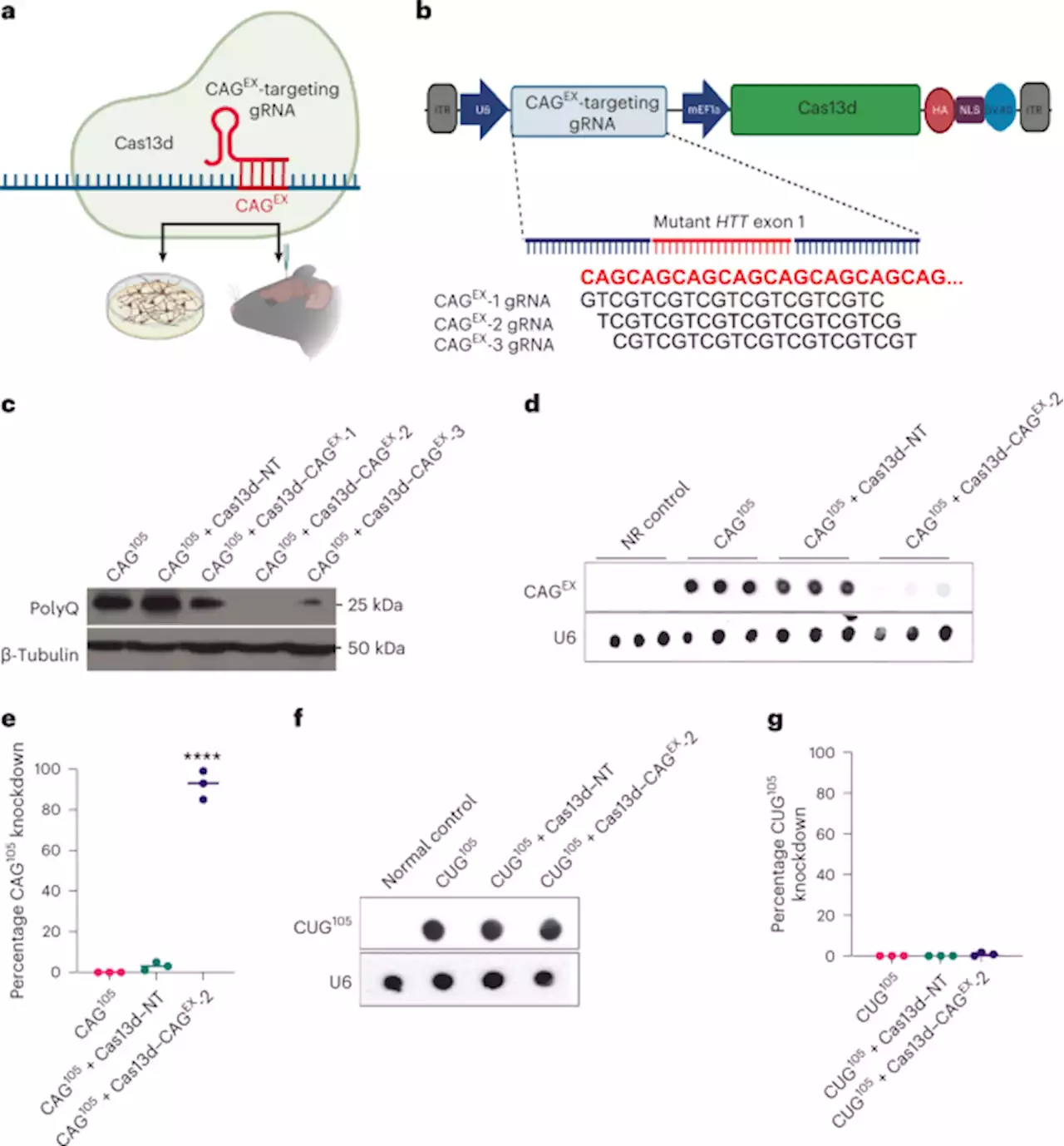 An RNA-targeting CRISPR–Cas13d system alleviates disease-related phenotypes in Huntington’s disease models - Nature Neuroscience