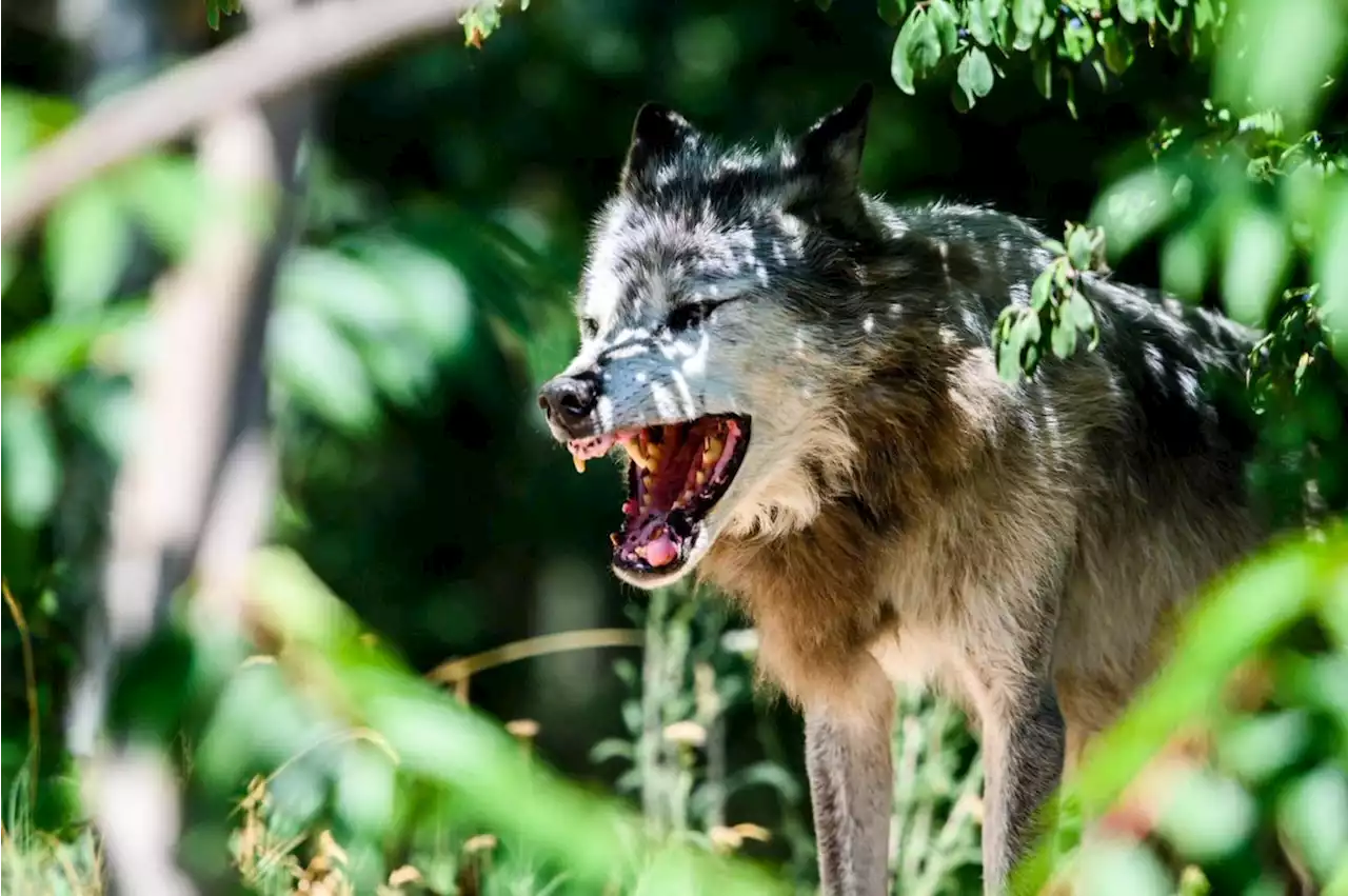 Tödliche Attacke: Wolf greift Hund an