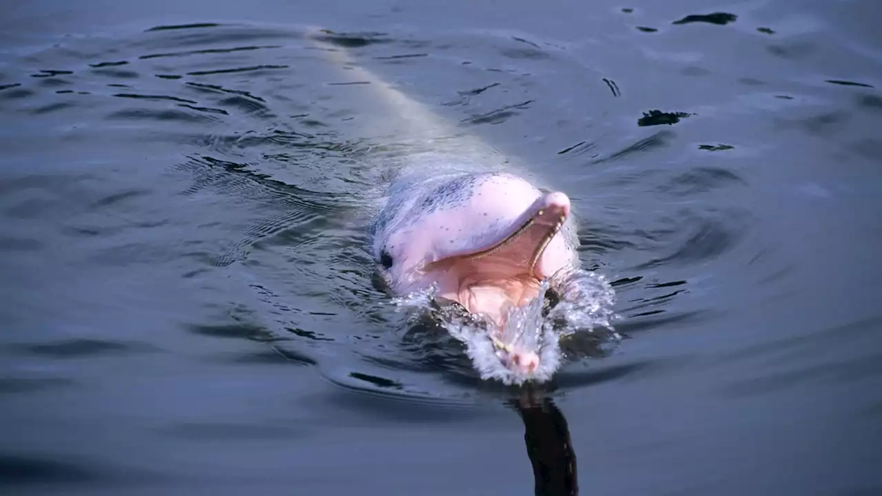 Dolphins are being drowned out by noise pollution in Hong Kong