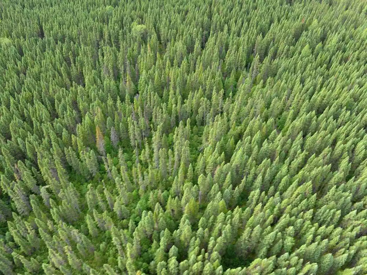 Opinion: Forest critics are lost in the woods on emissions