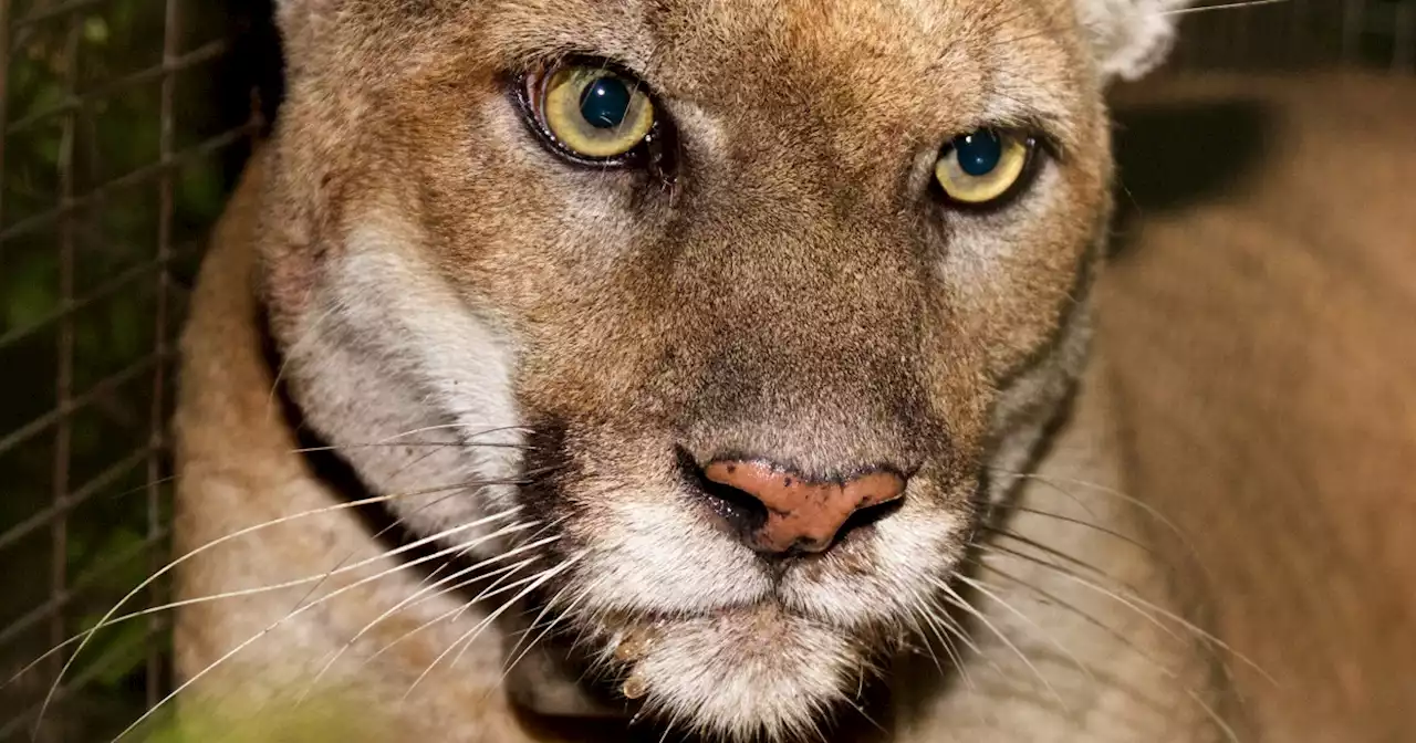 P-22, Los Angeles' famed mountain lion, captured for evaluation