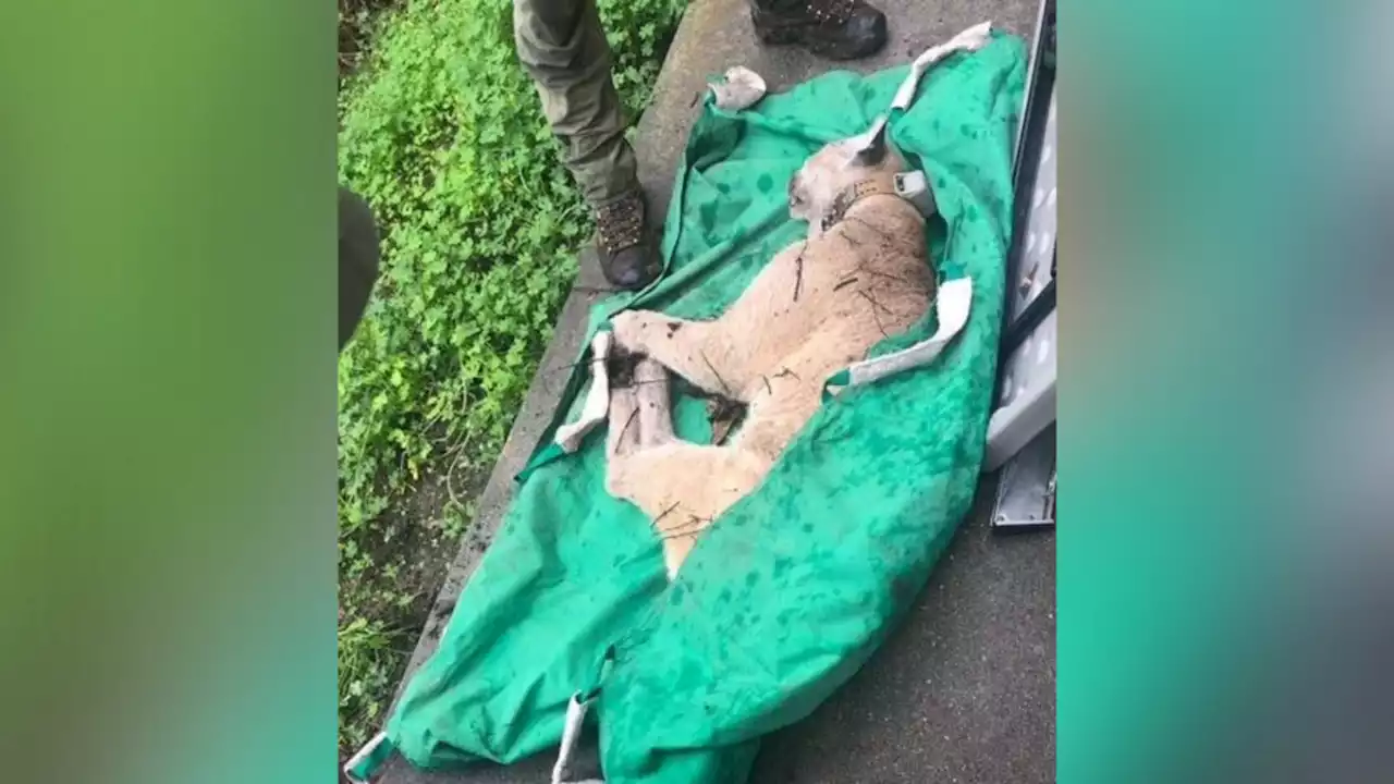 Wildlife Officials Capture Famed P-22 Mountain Lion