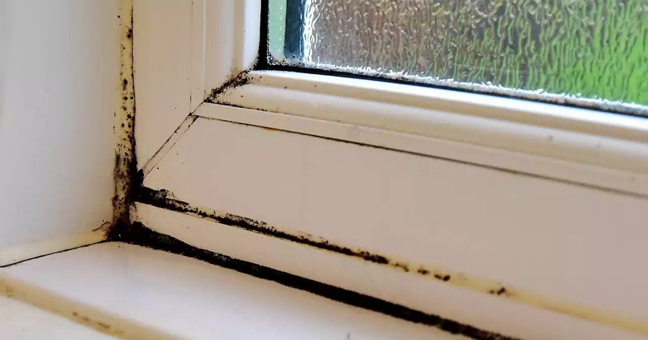 Surprising solution to clearing mould works, says expert and fans