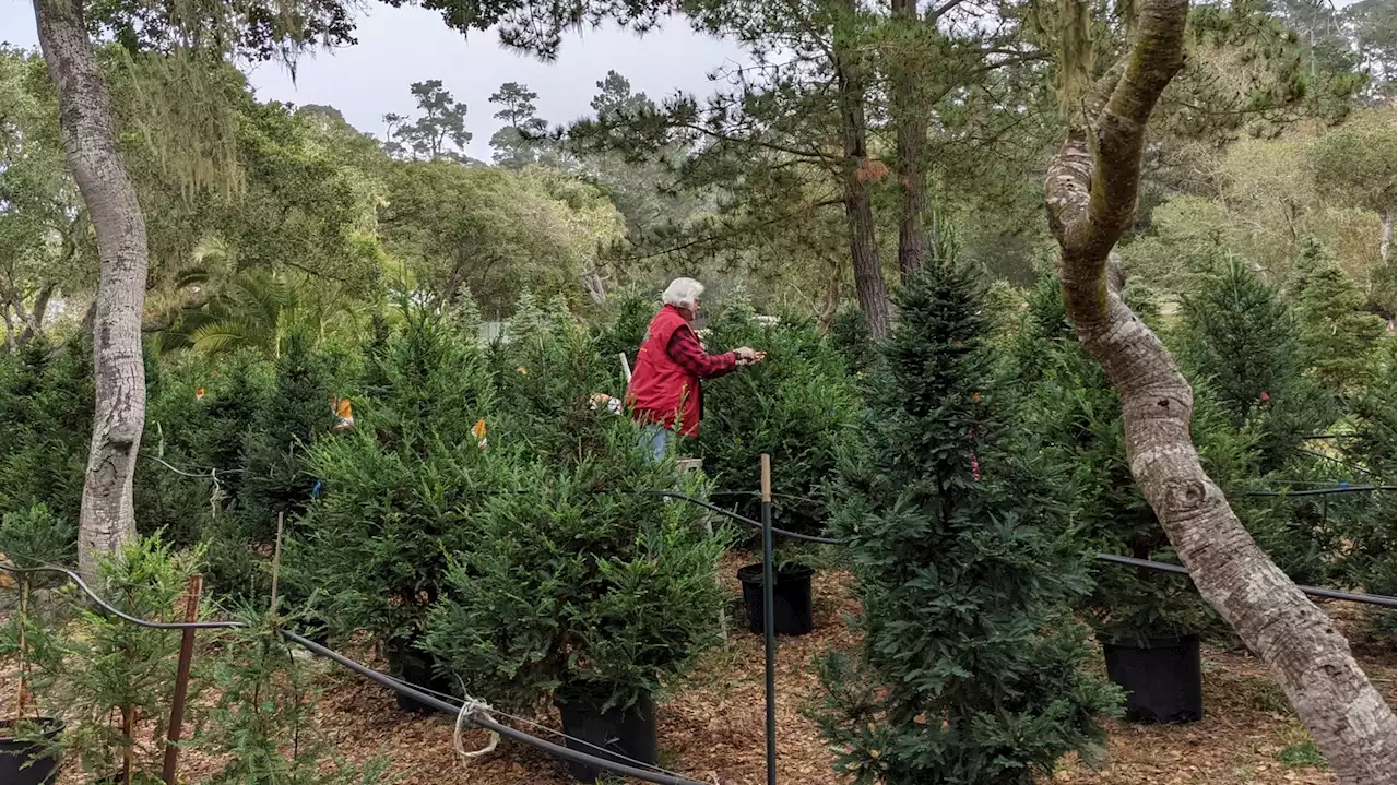 Potted Christmas trees are a rentable alternative to their fake and fresh-cut cousins