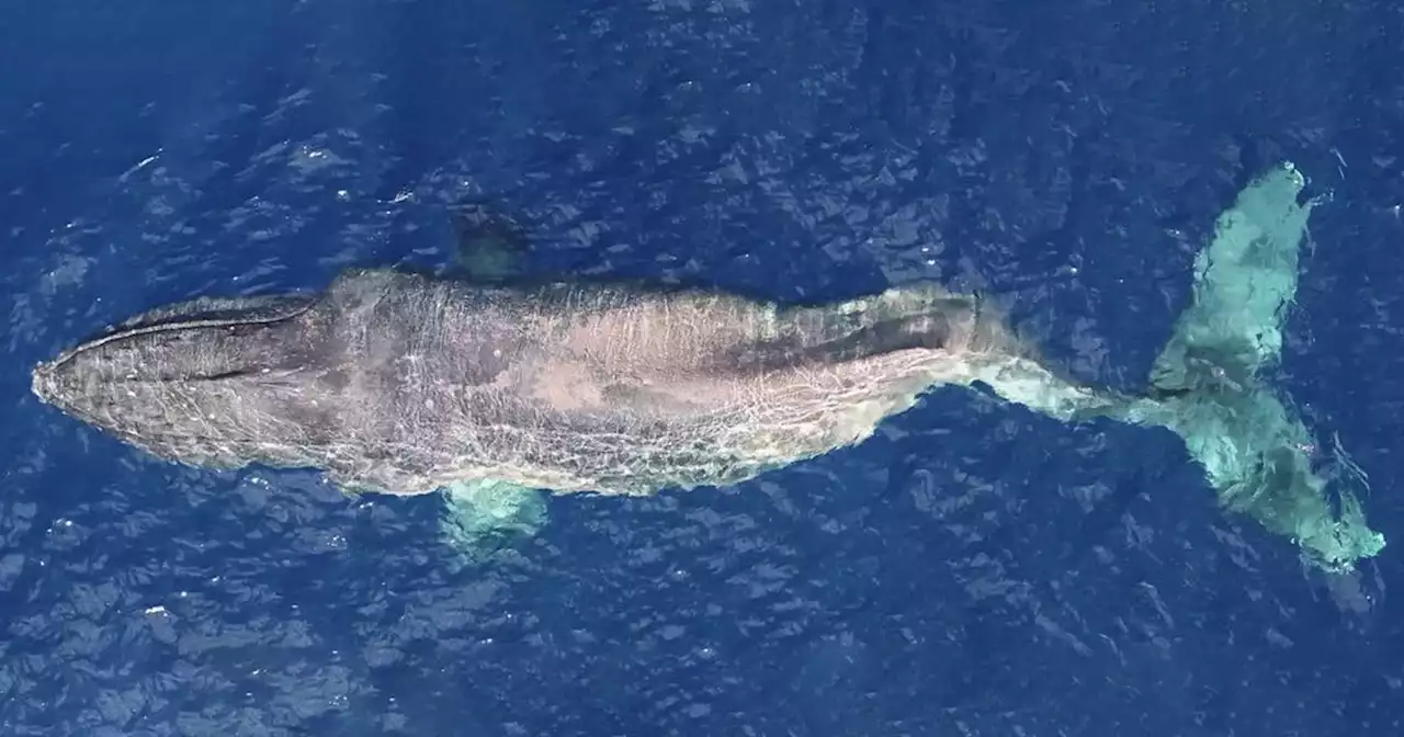 Drone Documents Humpback Whale's Tragic Journey With Broken Back