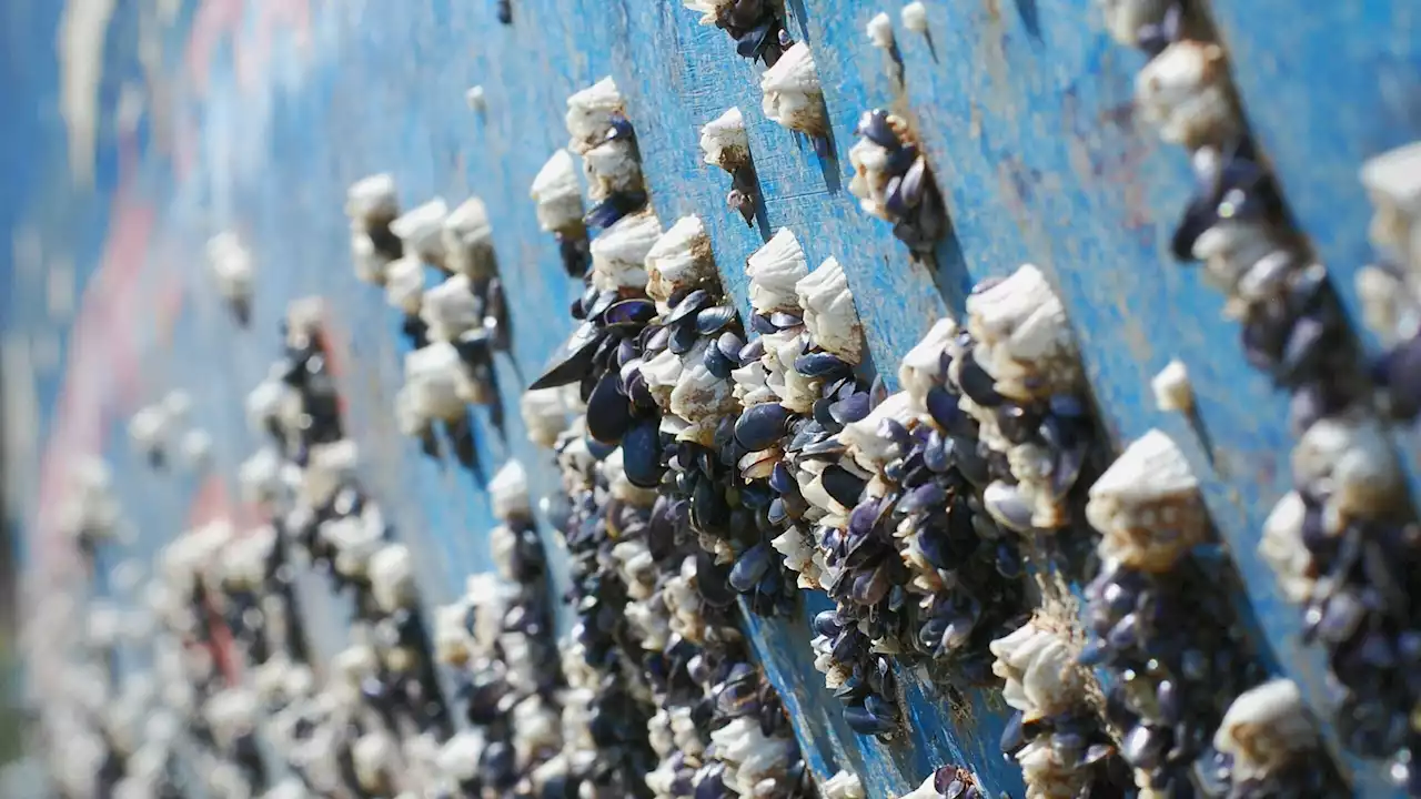 Better anti-barnacle coating could keep ships smooth with less harm to ocean life