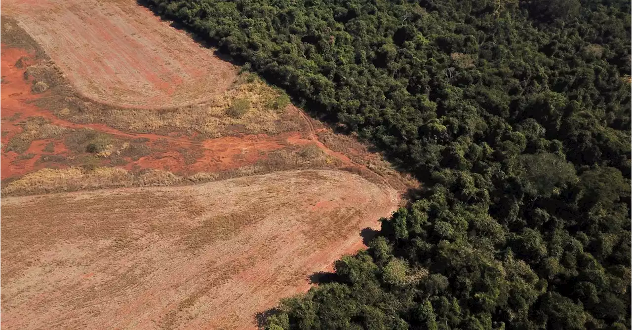 Exclusive: Deforestation of Brazilian savanna surged some 25% in a year, sources say