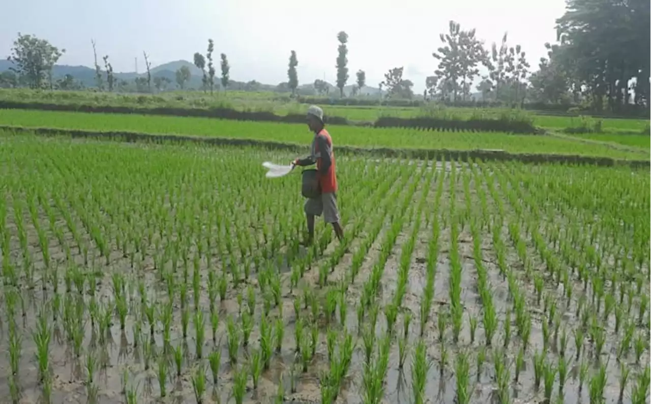 Alokasi & Jenis Pupuk Subsidi Dikurangi, Petani Wonogiri Merasa Kian Terbebani