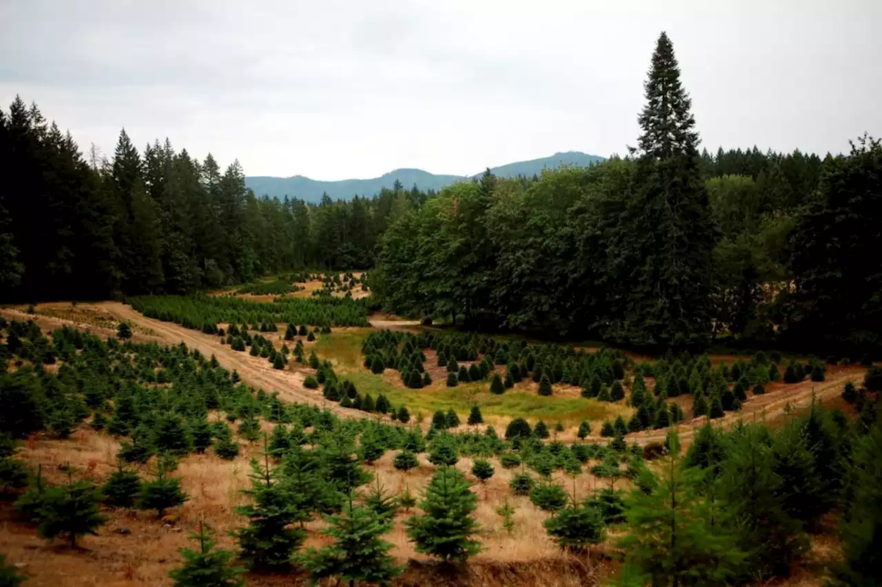 Climate change affecting Christmas tree farms across Canada, expert say