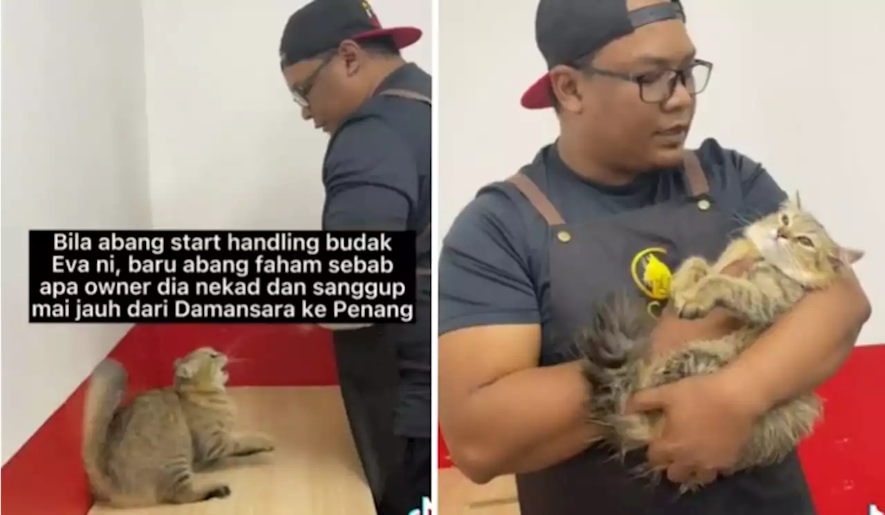 Malaysian Cat Whisperer? Watch How This Groomer Turns A Feisty Cat Into A Tame Feline | TRP