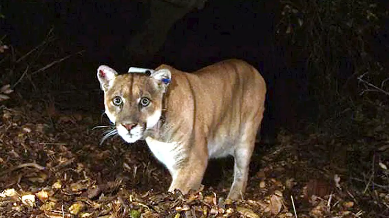 Famed Hollywood mountain lion captured after killing leashed dog